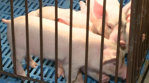 Small pigs in farm creating Video stock 40050583