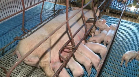 Small pigs in farm creating Video stock 56796961