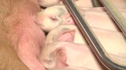 Small pigs on the farm Stock Footage 61127228