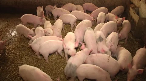 Small pigs on the farm Stock Footage 61127261