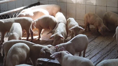 Small pigs in the farm Stock Footage 83795778