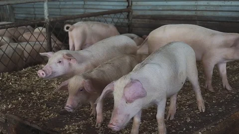 Small pigs in the farm Video stock 83795834