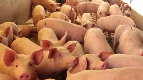 Small pigs Video stock 51244439