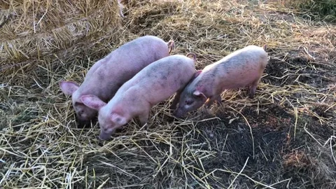 Small pigs forage amongst the straw stacks. High quality 4k footage. Stock-Footage 139320527