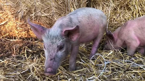 Small pigs forage amongst the straw stacks. High quality 4k footage. Stock Footage 139320531