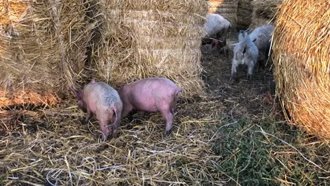 Small pigs forage amongst the straw stacks. High quality 4k footage. Stock-Footage 139320539