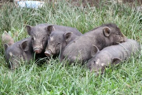 Small pigs on the grass Stock Photos