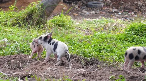 Small Pigs Playing Outdoors Video stock 57717701