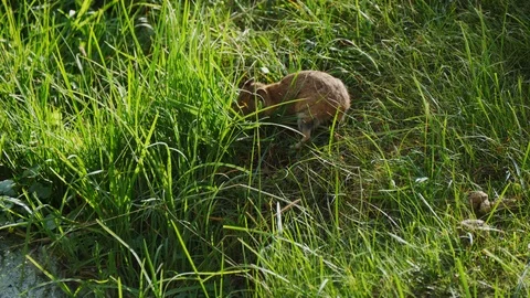 Small Pika gathers grass Stock Footage 88539355