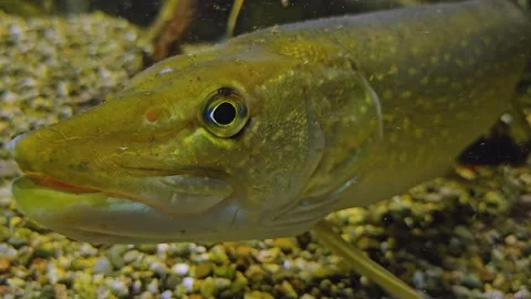 A small pike fish Stock Footage 295323228