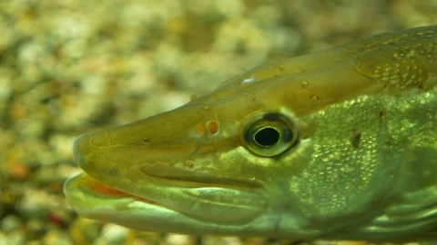 Small pike fish  head Stock Footage 296586363