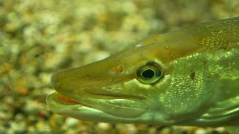  Small pike fish resting Stock Footage 296547640