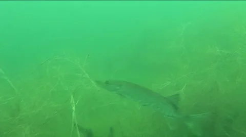 Small pike  Stock Footage 974754