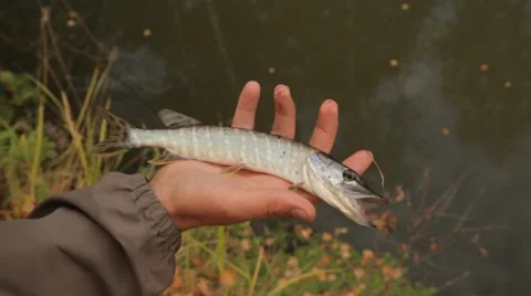 Small pike Video stock 48911311