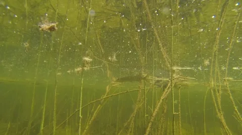 Small pike reflects from water surface Stock Footage 41183815