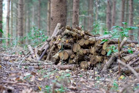 A small pile of cut tree branches lie on the ground in the forest Foto stock