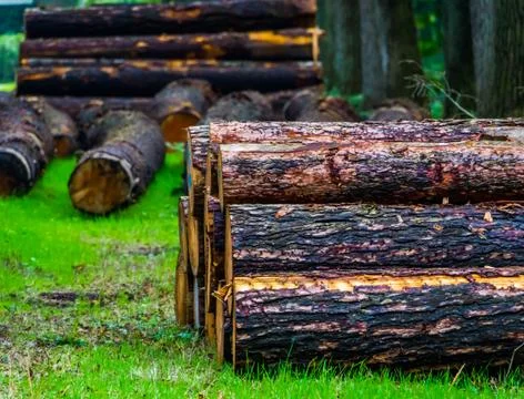 Small pile of cut tree trunks in the liesbos forest of breda, The Netherlands Stock Photos