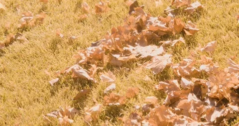 Small Pile of Dead Leaves on Ground in Fall Stock Footage 321793852