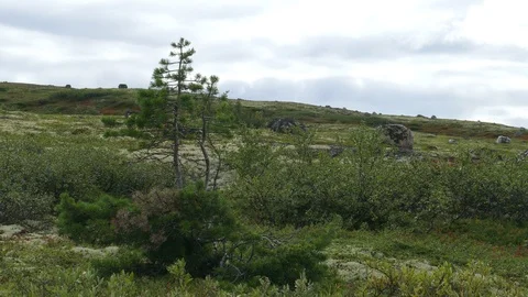 Small pine against the cloudy sky in the polar tundra. Stock Footage 93668310