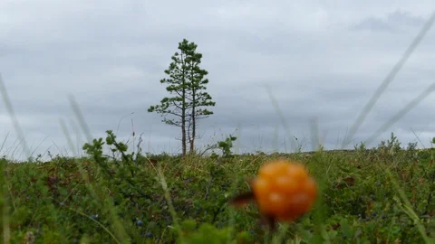 Small pine against the cloudy sky in the polar tundra. Stock Footage 93668361