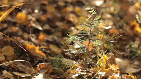 Small Pine in Autumn 2 Video stock 31899377
