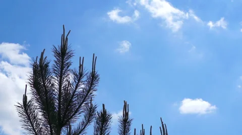 Small pine on the blue sky background. Timelapse. 스톡 동영상 37974320
