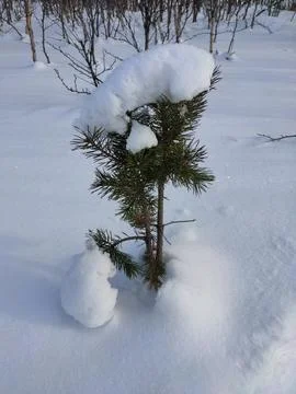 Small pine with a cap of snow Stock Photos