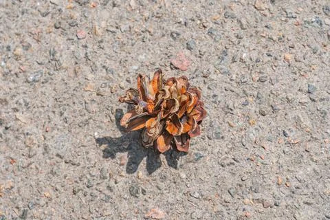 Small pine cone on aged concrete in a Central European village setting, parti Stock Photos