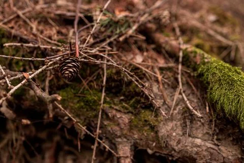 Small Pine Cone on Forest Floor with Moss and Fallen Branch Texture Foto stock