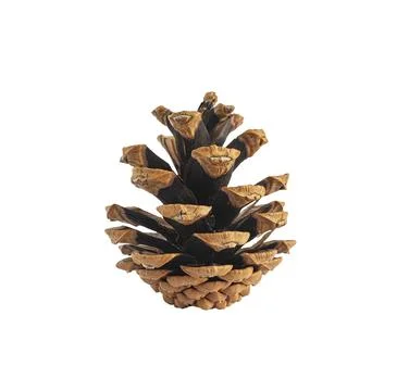 Small pine cone isolated on a white background. Stock Photos
