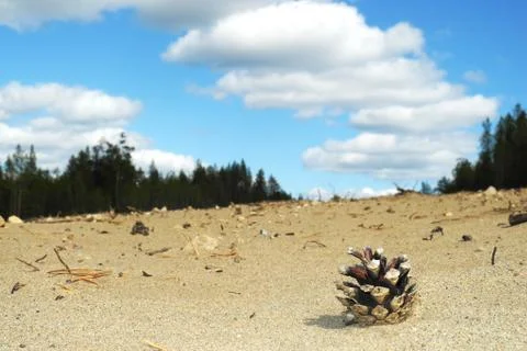Small Pine cone Stock Photos