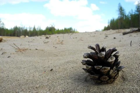 Small Pine cone Stock Photos