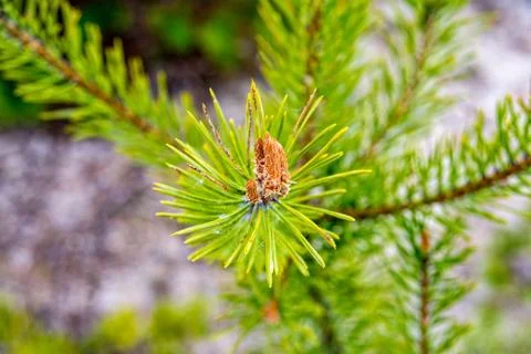 Small Pine Cone Stock Photos