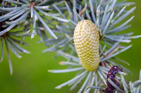 A small pine cone Stock Photos