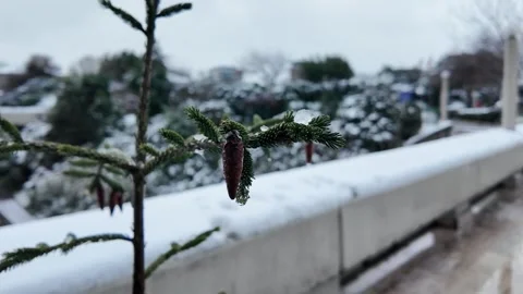 Small Pine Cone on Snowy Branch in Winter Park Stock Footage 327140722