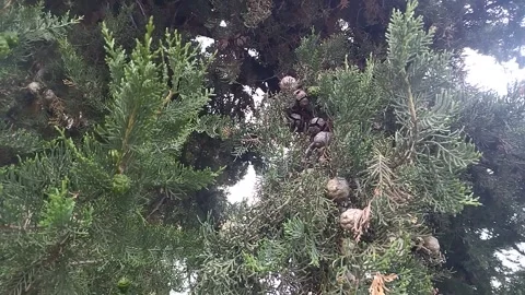 Small pine cones between the needles on the tree branches Видео 332010387