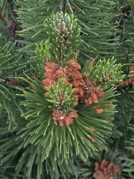 Small pine cones closeup on green branch Stock-Fotos