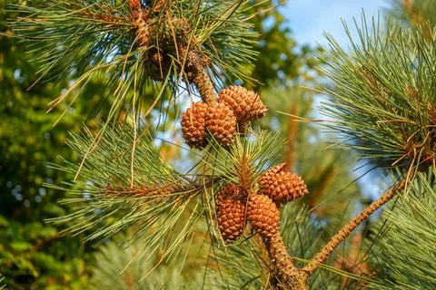 Small pine cones growing in a lush pine tree 库存照片
