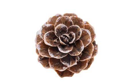 Small pine cones isolated Stock Photos