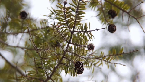 Small Pine Cones in Late Autumn Breeze with Beautiful Bokeh Stock Footage 226783525
