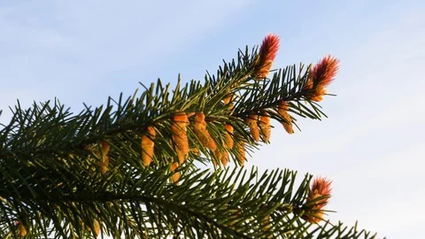 Small pine cones on new growth branch of Douglas fir gently moving in the Stock Footage 128623849