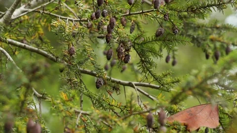 Small pine cones sway in the wind. Close up evergreen tree. Video stock 142103065