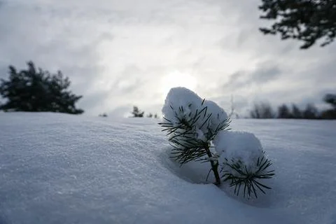 Small pine covered with fresh snow Stock Photos