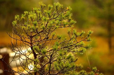 Small pine with drops of rain Foto stock