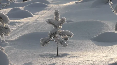 Small pine Stock Footage 29221877