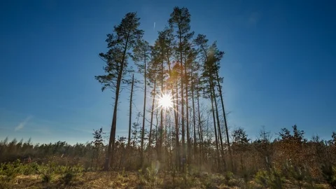 Small pine forest and sun in 4k time-lapse. Stock Footage 88454293