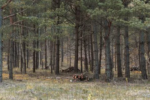 A small pine forest with sawn trees and branches in dry grass and moss, early Stock Photos