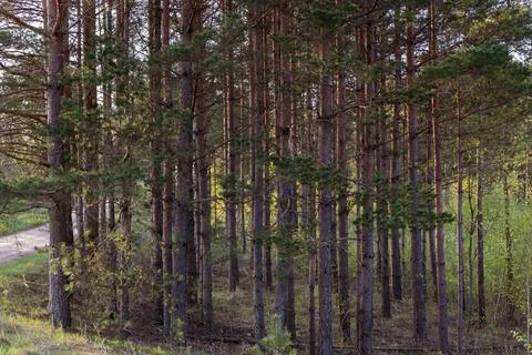 A small pine forest with thin tree trunks in the early sunny spring morning. Stock Photos