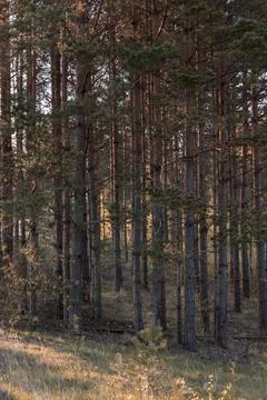A small pine forest with thin tree trunks in the early sunny spring morning. Foto stock