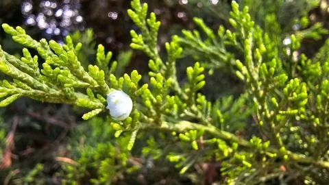 Small pine fruit sprouting on a thin branch Foto stock